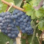 grappes-pinot-meunier-dormans